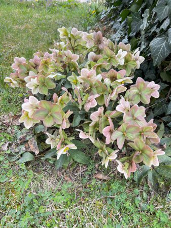 Rare spring hellebore - Helleborus viridis and ivy. Seasonal perennial flowers green hellebore decorative, poisonous and medicinal.