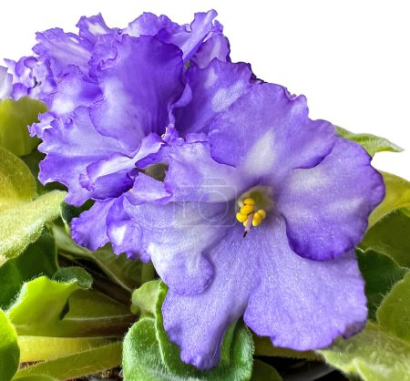 Domestic room African violet. Macro flower of blue-purple violet flowers with glitter and wavy edge.