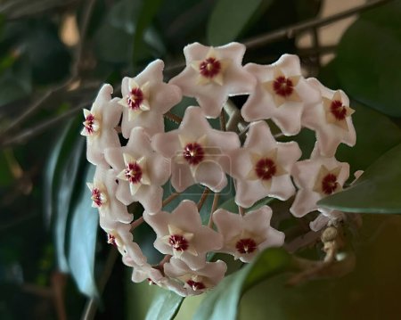 Una flor de la bola de nieve Hoya carnosa perfumada. Primer plano de una planta trepadora interior de color rosa y blanco floreciente entre las hojas.