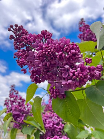 Spring large-flowered lilac. Blooming branch of purple lilac flowers against the sky.