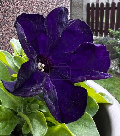 Petunia Sanguna Cobalto Azul. Flor floreciente de azul oscuro-púrpura jardín al aire libre y balcón petunia.