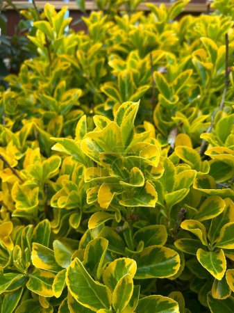 Decorative Japanese spindle bush Euonymus Japonicus. Brslen Japanese wood 'Marieke'. A variety with densely lined leaves