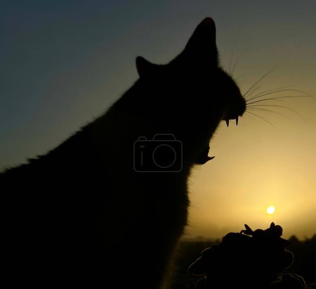 Photo of a black cat howling on the window. Halloween atmosphere, dark background.