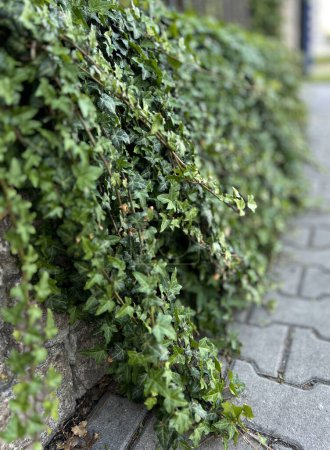 Gewöhnliche Efeupflanze - Hedera helix. Frühlingshaftes urbanes Grün, üppiges Klettern bedecken Evergreens für Zäune und Mauern. Hintergrund.