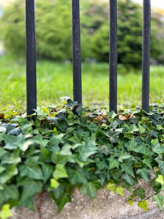 Common ivy plant - Hedera helix. Spring urban greenery, lush climbing cover evergreens for fences and walls. Background.	