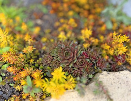 Sedum lanceolatum, honeydew and stonecrop. Mountain wild rockrose perennial in the garden. Colorful background.