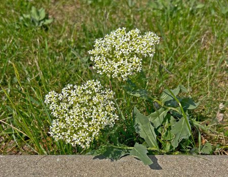 Hierba herbácea del prado Cobertura común - Cardaria draba. Es una planta de amor seco con muchas flores blancas diminutas, crece hasta una altura de medio metro, una maleza profundamente picante. Semillas sustitutivas de pimienta.