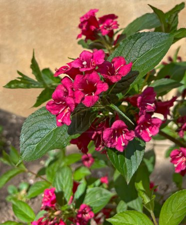 Photo for Weigelia pink-purple, Weigela florida, many named variation. A shrub with blooming purple spring flowers, a decorative plant that blooms twice a season. - Royalty Free Image