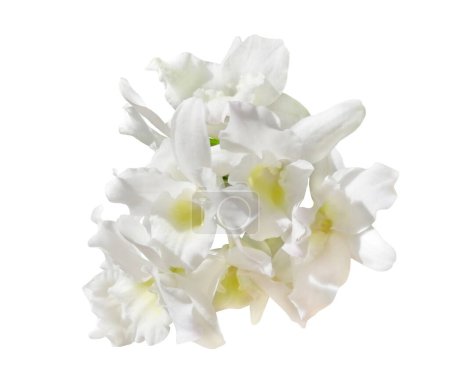 Fres orchid, Dendrobium Nobile bamboo orchid, also called Dendrobium orchid, grape-like orchid. Bunch of multiple white orchid flowers with a yellow center. The photo is in a white isolated background.