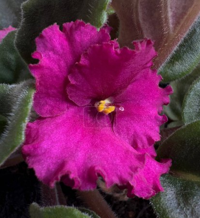 Domestic room African violet. Macro flower of purple violet flowers with glitter and wavy edge.	