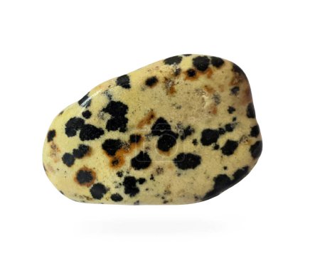 Dalmatian jasper drummed, flat shape. Speckled jasper, mineral semi-precious stone with fine realistic surface roughness. Single object.