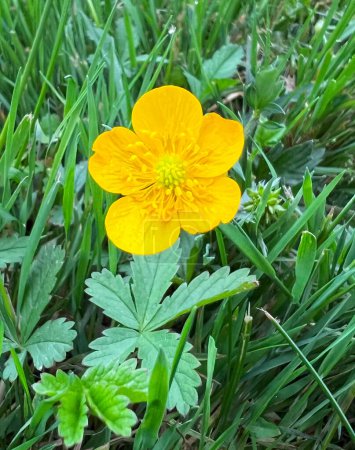 Photo for Yellow Ranunculus acris flower. Buttercup is a monoecious meadow herb, both medicinal and poisonous. Spring and summer meadows. - Royalty Free Image