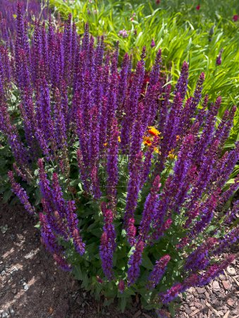 Wild sage 'Sensation Medium Violet' - Salvia nemorosa