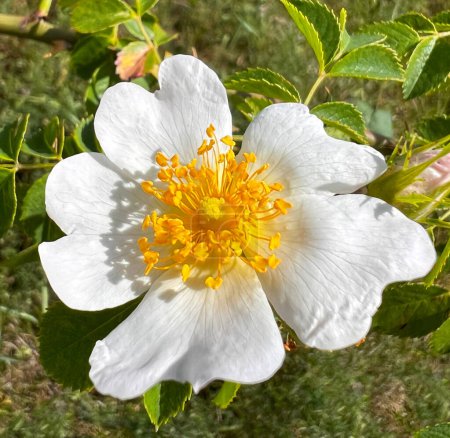 Wildrose, Rosa agrestis. Weiße Blumenwiese Rose immergrüner Strauch.