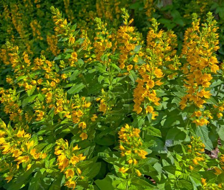 Bunch of flowers of spotted willow - Lysimachia punctata. Flower of a yellow perennial honeydew garden, also suitable for cutting. Gardening floral background.