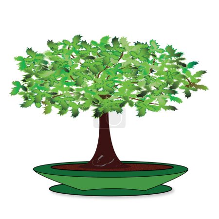 Illustration for A small deciduous bonsai tree in a small pot. Bonsai plant with a rich crown in a bowl in vector and jpg, isolated. - Royalty Free Image