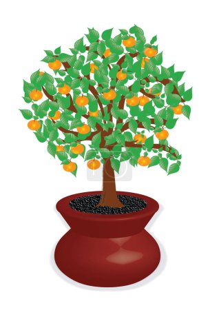 Téléchargez les illustrations : Illustration of a fertile fruit tree in a home environment. Citrus tree with tangerines fruits, orange fruits in a pot in vector and jpg. - en licence libre de droit