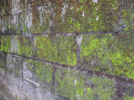 Foto einer Ziegelsteinmauer, die mit Moos bedeckt ist