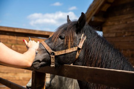 Woman petting beautiful equestrian horse in the stable