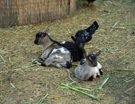 Adorables cabras bebé en la granja