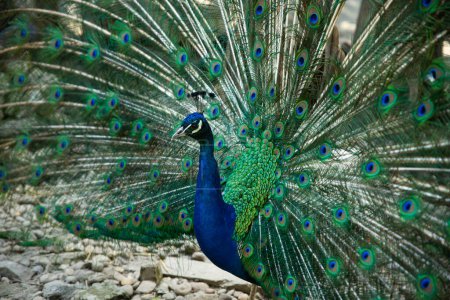 Majestic male blue peacock 