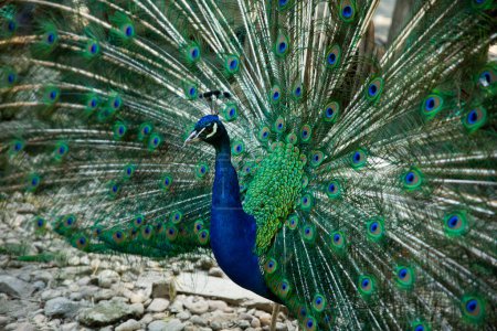 Majestic male blue peacock 