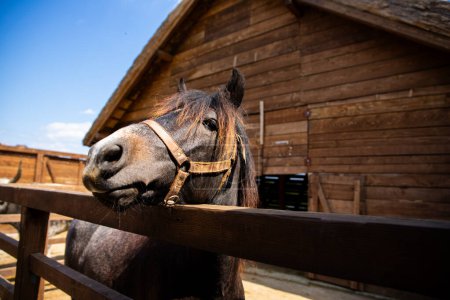Retrato de un hermoso caballo ecuestre en el establo