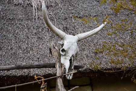 Ox or bull skull hanging from the roof