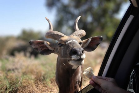 Téléchargez les photos : Tragelaphus strepsiceros portrait grande antilope kudu manger du pain de la main dans la voiture - en image libre de droit