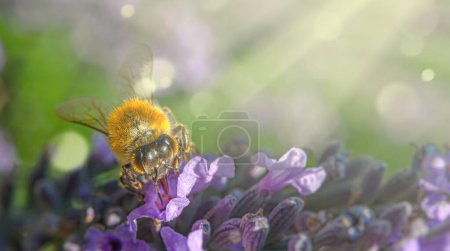 Foto de Una abeja sentada sobre flores de color rosa púrpura mirando dentro del marco. En rayos de luz y partículas de polvo. enfoque selectivo - Imagen libre de derechos