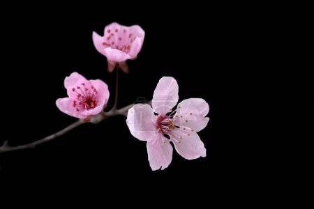 defokussierte zartrosa Sakura-Blüten auf schwarzem Hintergrund