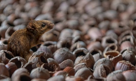 Photo for Little mouse on a defocused background of a lot of nutshells - Royalty Free Image
