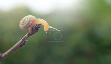 A small snail in the sunlight at the end of a branch. Blurred natural green background