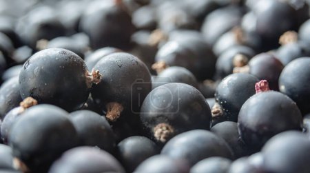 Photo for Edible background of blackcurrant berries. Side view selective focus - Royalty Free Image