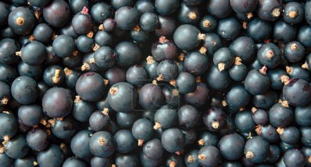Photo for Edible background of black currant berries. View from above - Royalty Free Image