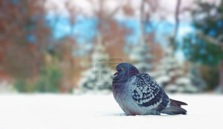 Photo for A colored dove on the snow fluffs up its feathers due to the cold, on a blurred background of nature - Royalty Free Image