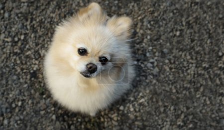 Photo for Portrait of a fluffy small German Spitz puppy. View from above. space for text - Royalty Free Image