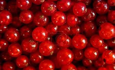 Background of bright, juicy red currants. View from above