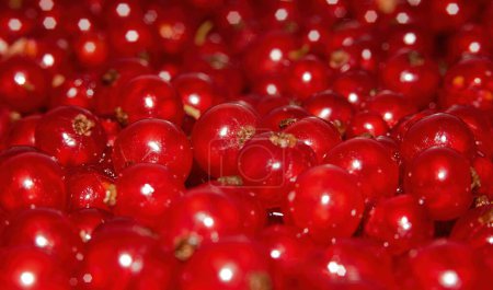 Background of bright red currant berries. Selective focus