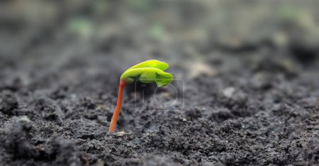 Spring, young shoot of a plant sprouts from a seed in the black soil