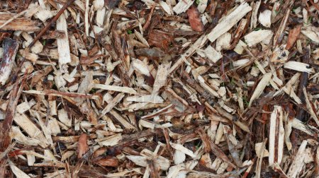 Téléchargez les photos : Sciure de bois, brindilles pour retenir l'humidité dans le sol jardinage - en image libre de droit