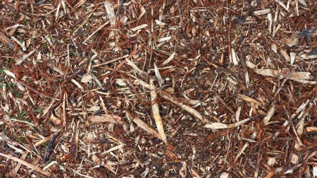 Téléchargez les photos : Fond de sciure de bois et de brindilles versé sur le sol pour retenir l'humidité dans le sol - en image libre de droit