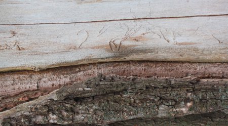 Structural wallpaper, part of a tree trunk with and without bark. Bark beetle tracks