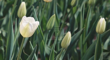 Background image of white tulip flowers in a flower bed