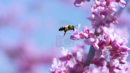 Foto de Una abeja en vuelo cerca de flores rosadas en una rama, recogiendo polen contra el cielo. Enfoque selectivo - Imagen libre de derechos