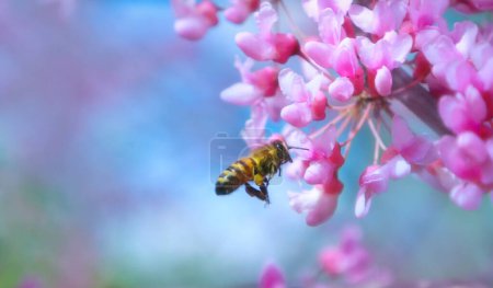 A bee in flight near pink Japanese cherry flowers, collecting pollen against the sky. Selective focus