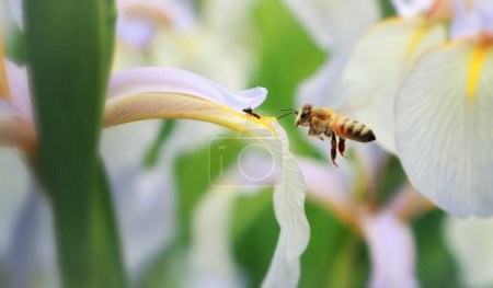 A honey bee pollinates a light blue iris flower, an ant tries to stop her