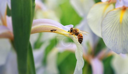 A honey bee pollinates a light blue iris flower, an ant approaches it