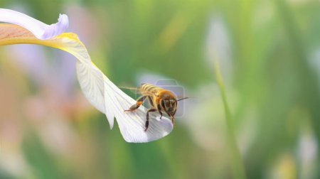 Eine Honigbiene steht kurz davor, vom Rand eines Blütenblattes einer hellblauen Irisblüte abzuheben.