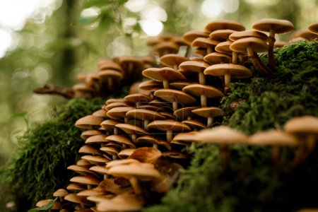 Close-up view of group of autumn honey agaric Latin Armillaria mellea grows in the forest after rain. Green nature on blurred background